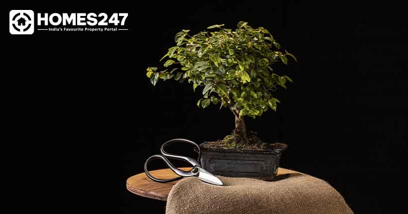 Types of Bonsai Trees